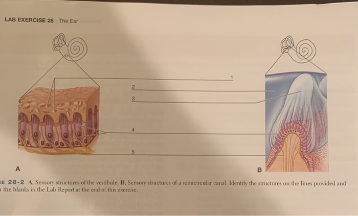 Solved LAB EXERCISE 28 The Ear 2 3 5 А B E 28-2 A, Sensory | Chegg.com