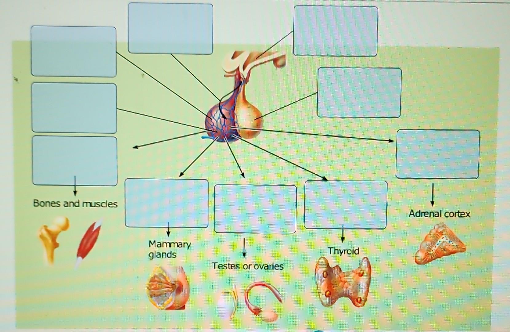 solved-hypothalamus-growth-hormone-gh-chegg