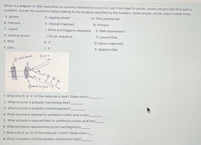 Solved Below Is A Diagram Of DNA Replication As Currently | Chegg.com