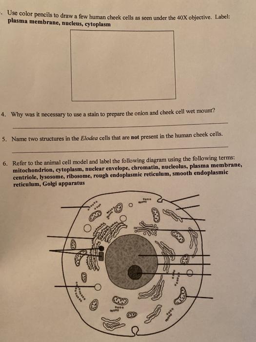 animal cell diagram not labeled with color