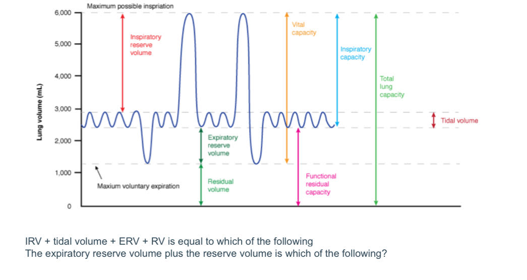 Solved IRV+ ﻿tidal volume + ﻿ERV + ﻿RV is equal to which of | Chegg.com