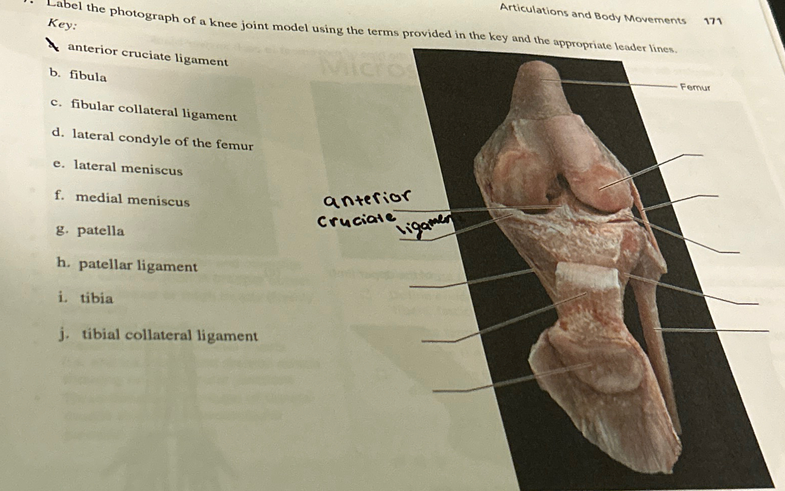 Solved articulations and body movements 171 key anterior chegg