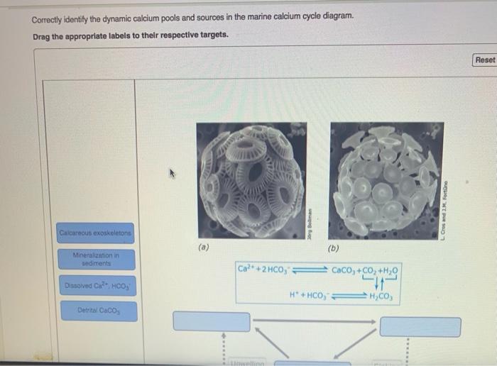 Solved Identify the metabolic pathway that is using carbon | Chegg.com