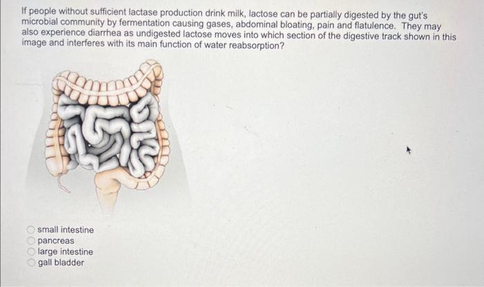 Solved If people without sufficient lactase production drink | Chegg.com