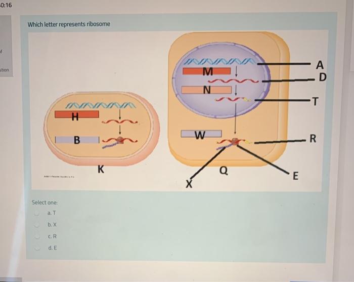 Solved 0:16 Which letter represents ribosome of A stion M M | Chegg.com