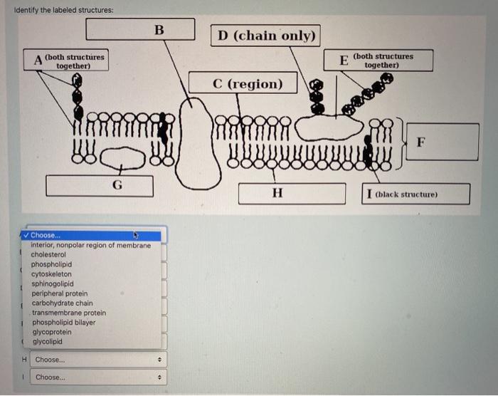 Solved Identify the labeled structures: B D (chain only) A | Chegg.com