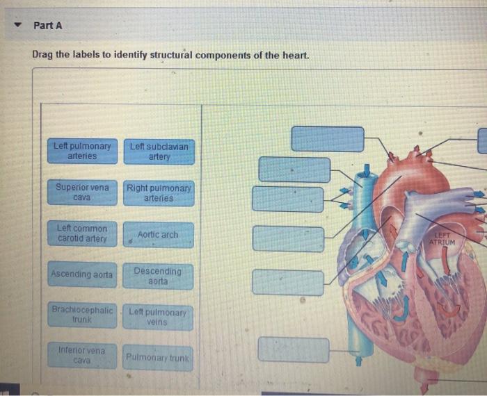 Drag the Labels to Identify Structural Components of the Heart