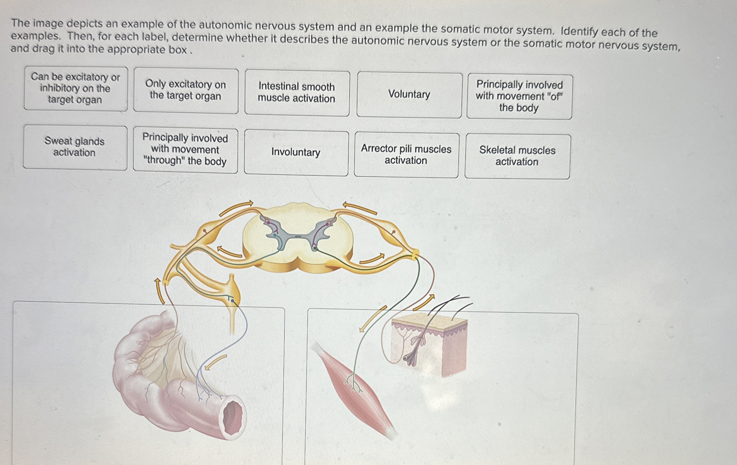 Solved The image depicts an example of the autonomic nervous | Chegg.com