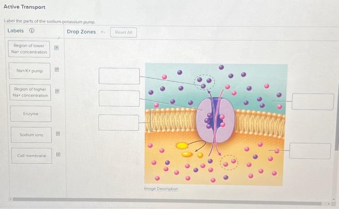 Solved Active Transport Label the parts of the | Chegg.com
