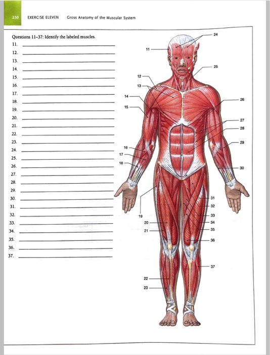 Solved Exercise Eleven Gross Anatomy Of The Muscular Syst