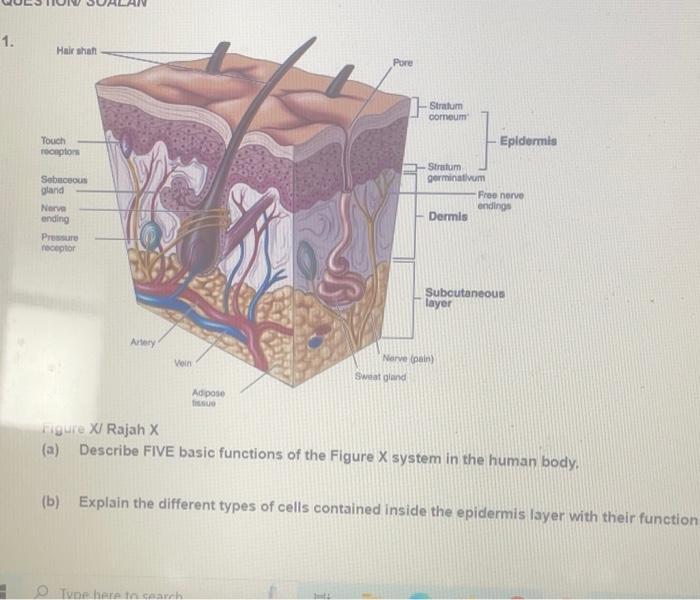 Solved 1. Hair Shaft Touch Receptors Sebaceous Gland Nerve 