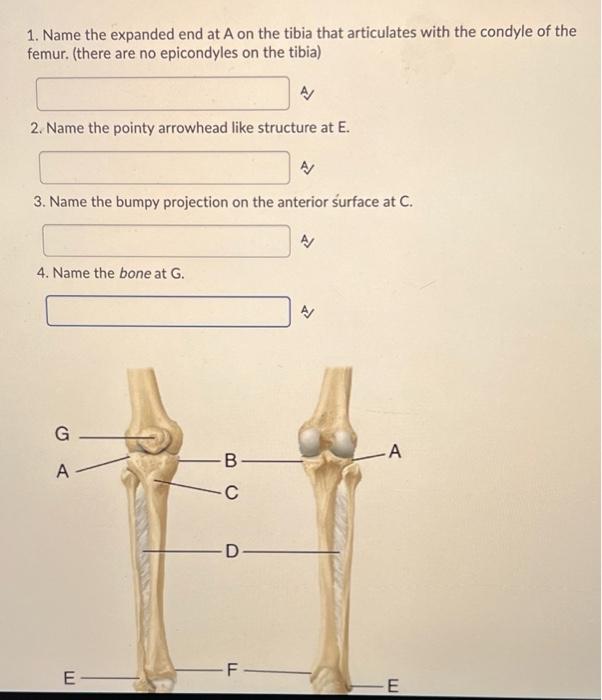 Jun on X: IMO, the Z-shaped orientaion of femur-tibia 2 is unusual for a  pygnogonid unless they're coxae-tibiae. There's also a short section  (arrowhead) between femur and tibia 1 which looks like