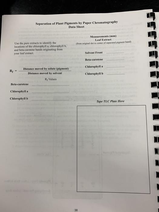 Solved: Separation Of Plant Pigments By Paper Chromatograp... | Chegg.com