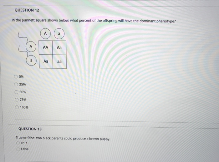 Solved QUESTION 12 In the punnett square shown below, what | Chegg.com
