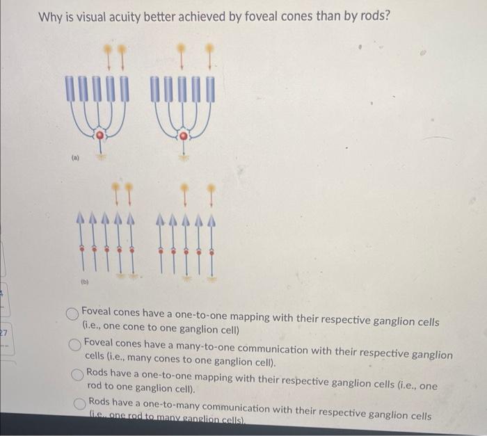 Solved Why is visual acuity better achieved by foveal cones