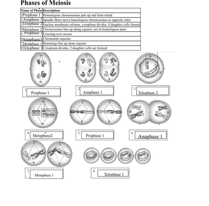 Solved Phases of Meiosis | Chegg.com