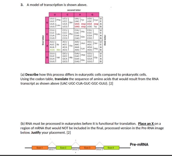 Solved 3. A model of transcription is shown above. (a) | Chegg.com