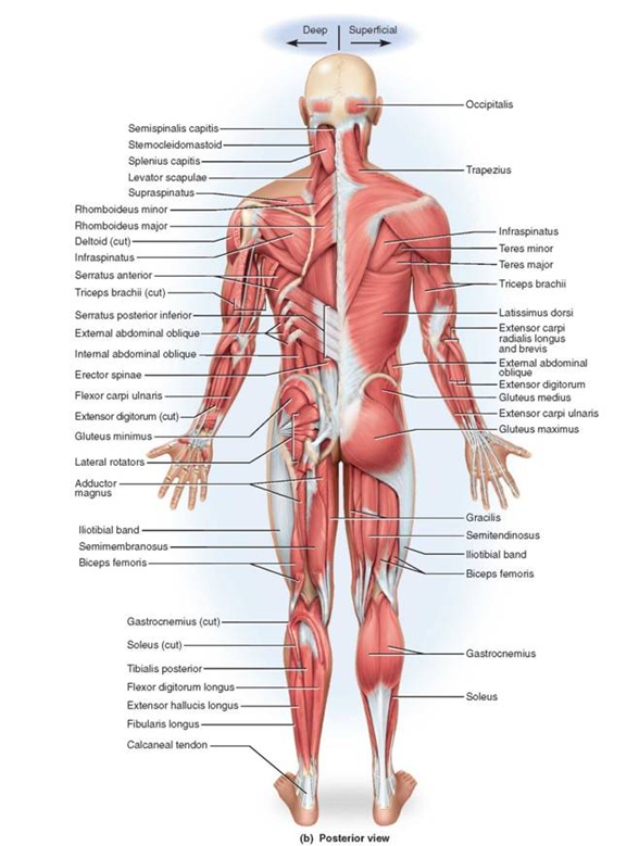 Chapter 2 Solutions Manual Of Structural Kinesiology 19th Edition Chegg Chapter 2 Solutions Manual Of Structural Kinesiology 19th Edition Chegg