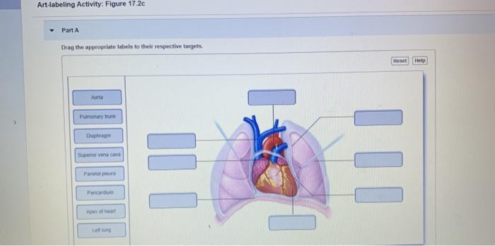 Solved Art-labeling Activity: Figure 17.20 Part A Drag the | Chegg.com