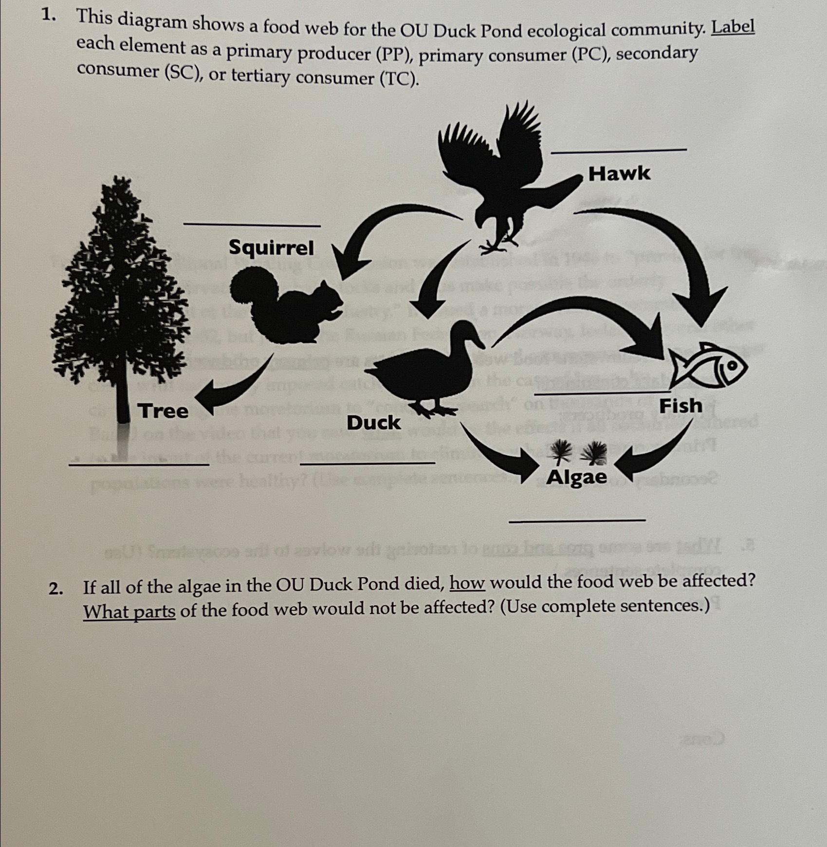 Solved This diagram shows a food web for the OU Duck Pond | Chegg.com