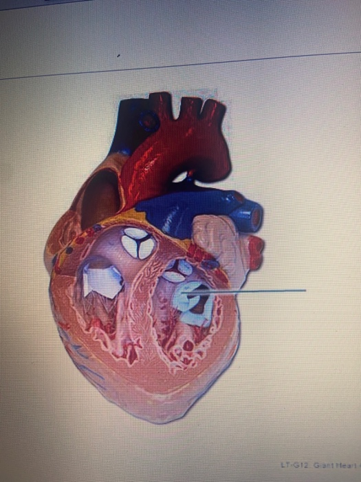 Solved is the highlighted structure closed during atrial