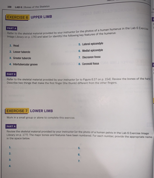 168 LAB 6 Bones Of The Skeleton EXERCISE 6 UPPER LIMB | Chegg.com