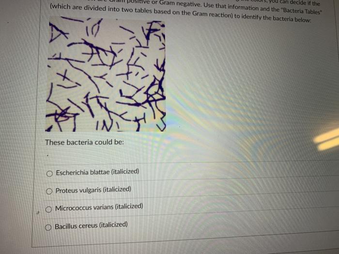 Solved The above micrograph shows the result of a Gram stain | Chegg.com