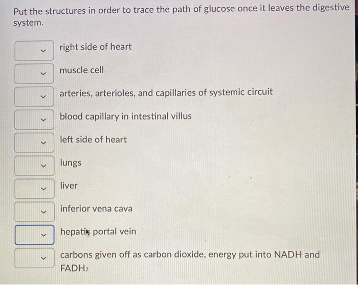 Solved Put the structures in order to trace the path of | Chegg.com