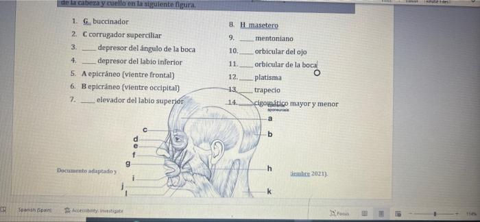 de la cabeza y cuello en la siguiente figura 8. H.masetero 9. 10. 1. G buccinador 2. C corrugador superciliar 3. depresor del