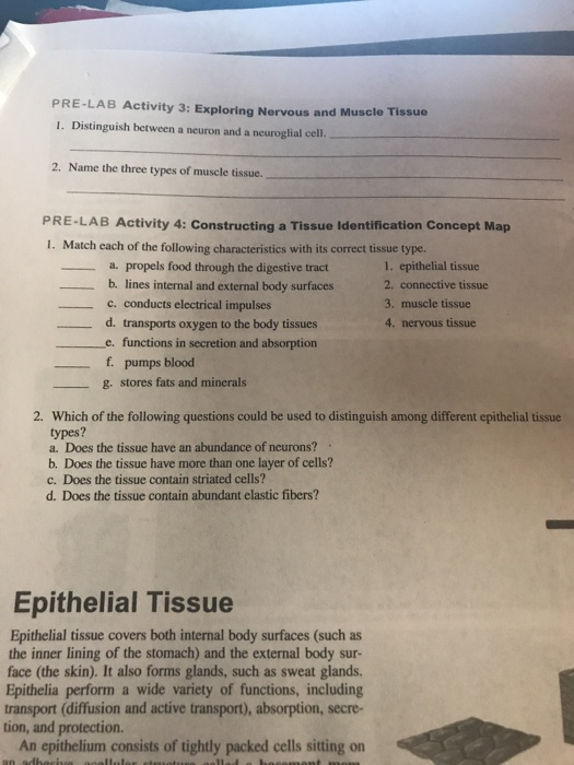 Solved PRELAB Activity 3 Exploring Nervous and Muscle
