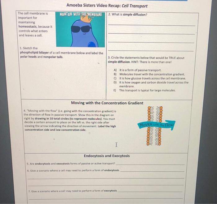 Amoeba Sisters Video Cell Transport Answers