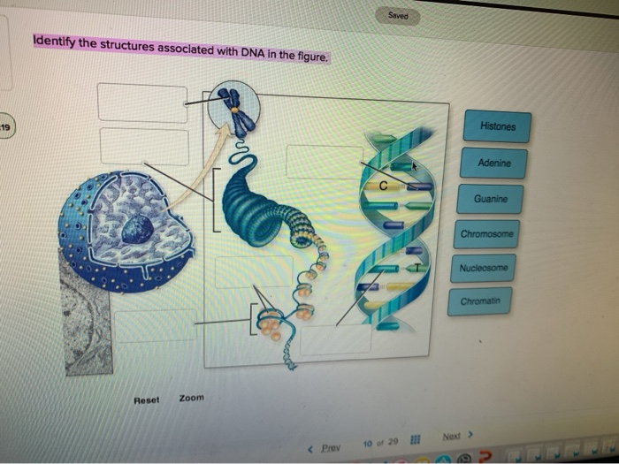 Solved Saved Identify The Structures Associated With DNA In | Chegg.com