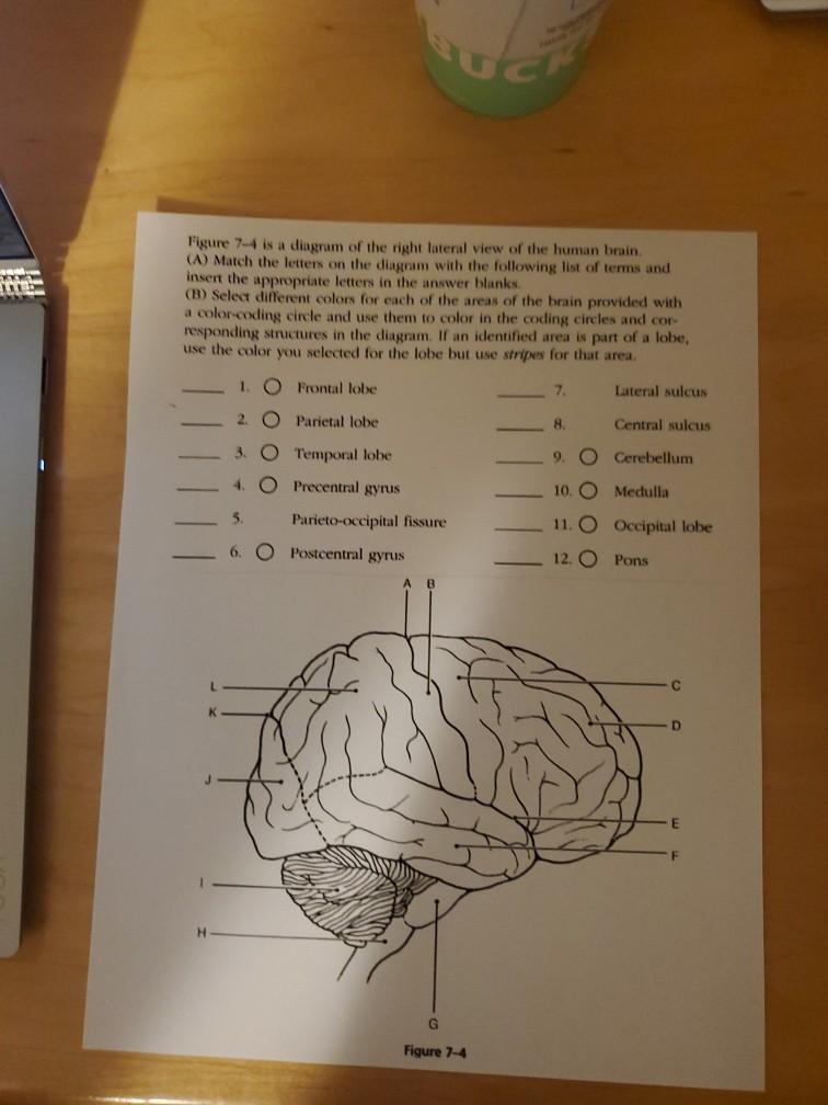 lateral view of the human brain