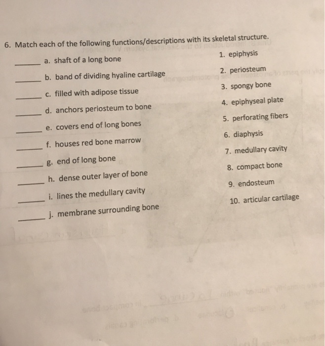 Solved Unit 8: Introduction To The Skeletal System Worksheet | Chegg.com