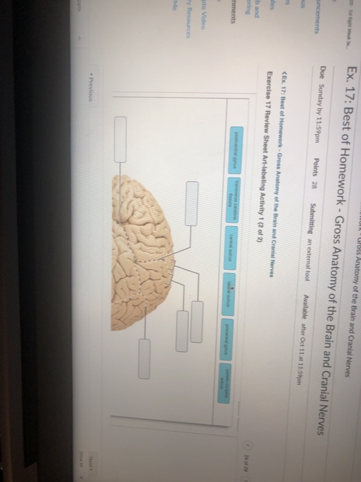 Solved Gloss Anatomy Of The Brain And Cranial Nerves Ex. 17: | Chegg.com