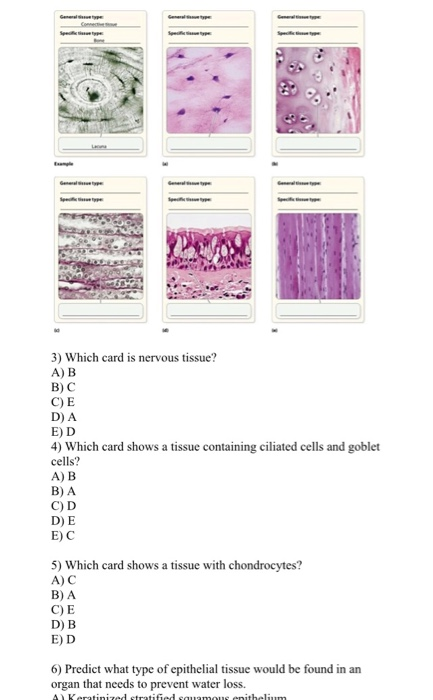 solved-3-which-card-is-nervous-tissue-a-b-bc-ce-d-a-e-d-chegg