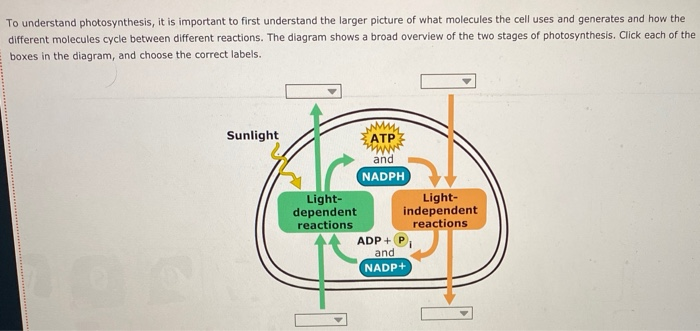 Solved To understand photosynthesis, it is important to | Chegg.com