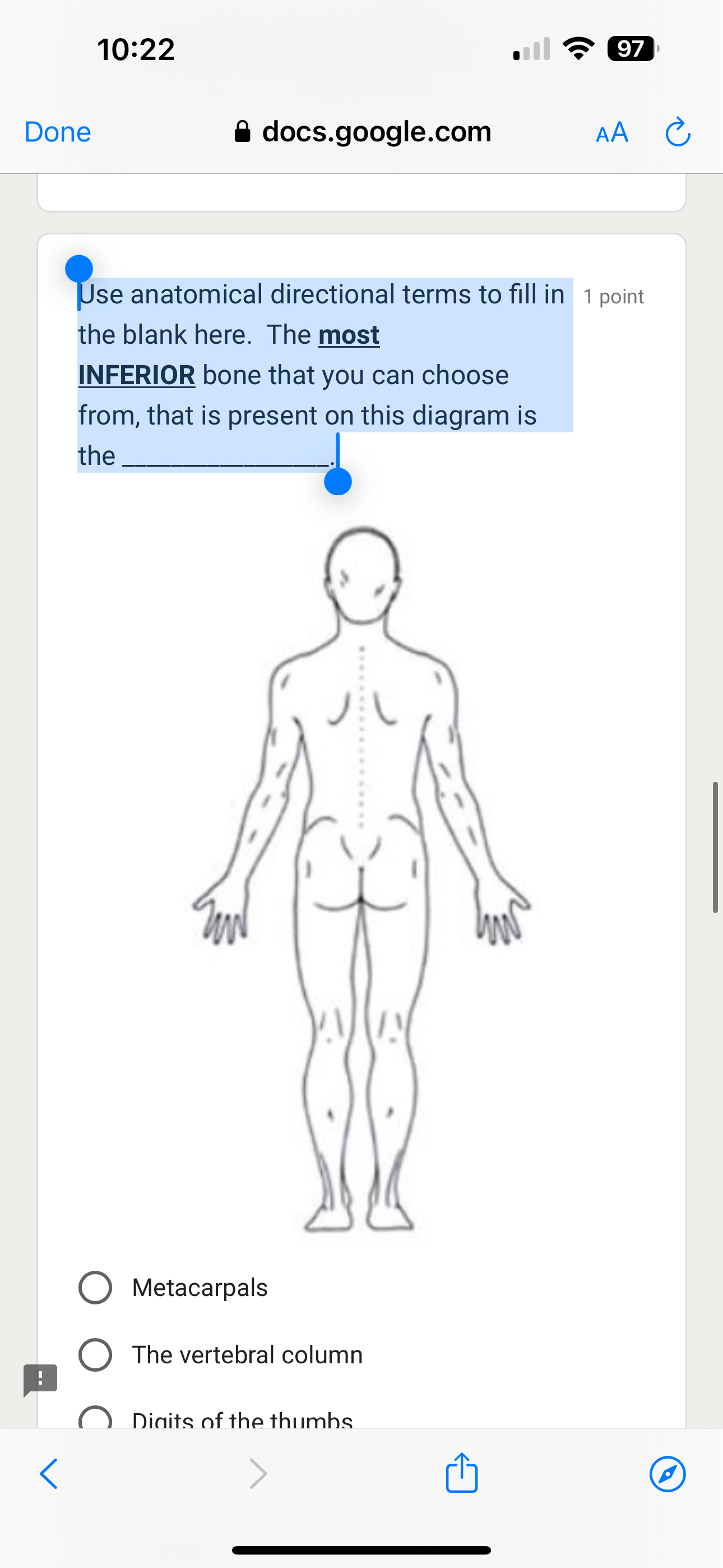 anatomical directional terms