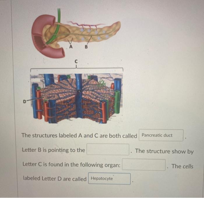 Solved B с D E The structures labeled A and C are both | Chegg.com