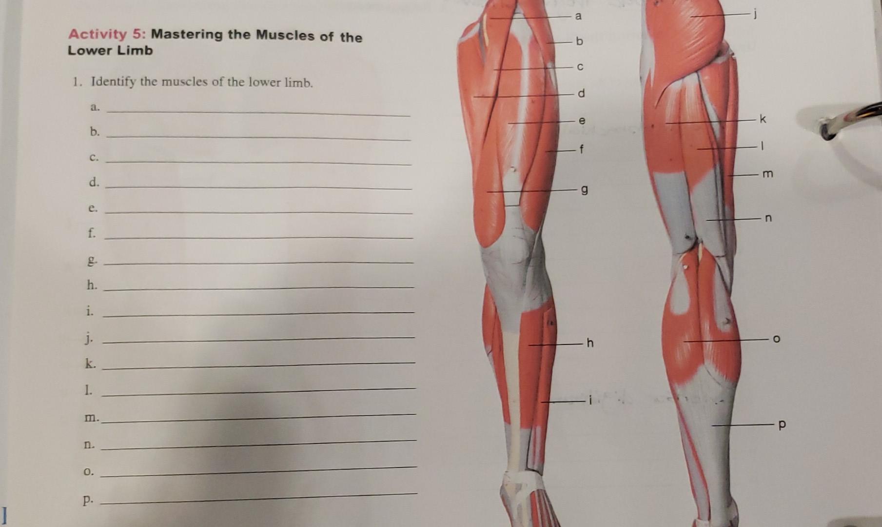 Solved Activity 5: Mastering The Muscles Of The Lower Limb | Chegg.com