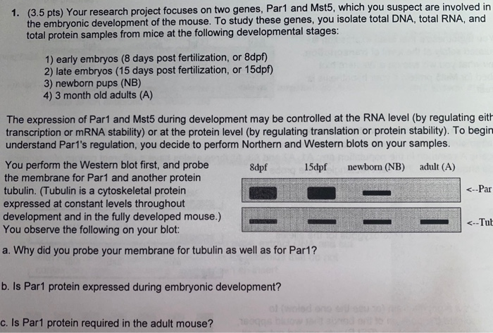 Solved 1. (3.5 Pts) Your Research Project Focuses On Two | Chegg.com