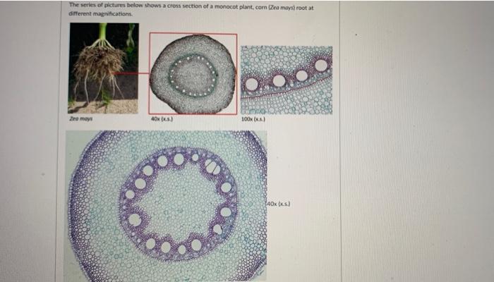 Solved The series of pictures below shows a cross section of | Chegg.com