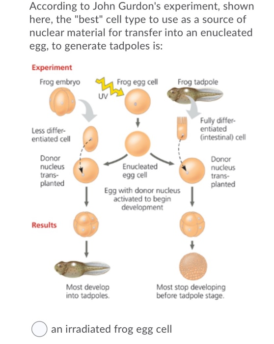 what did gurdon's frog experiment prove