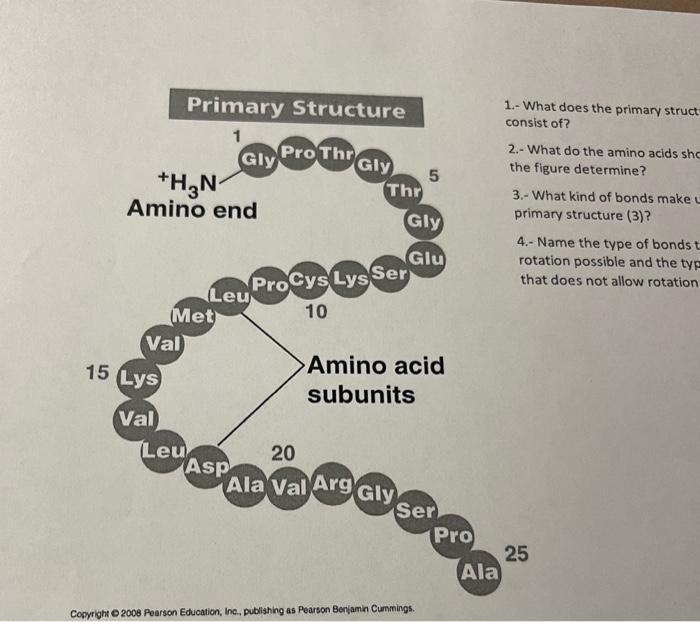 Solved In this Primary structre what do the amino acids | Chegg.com