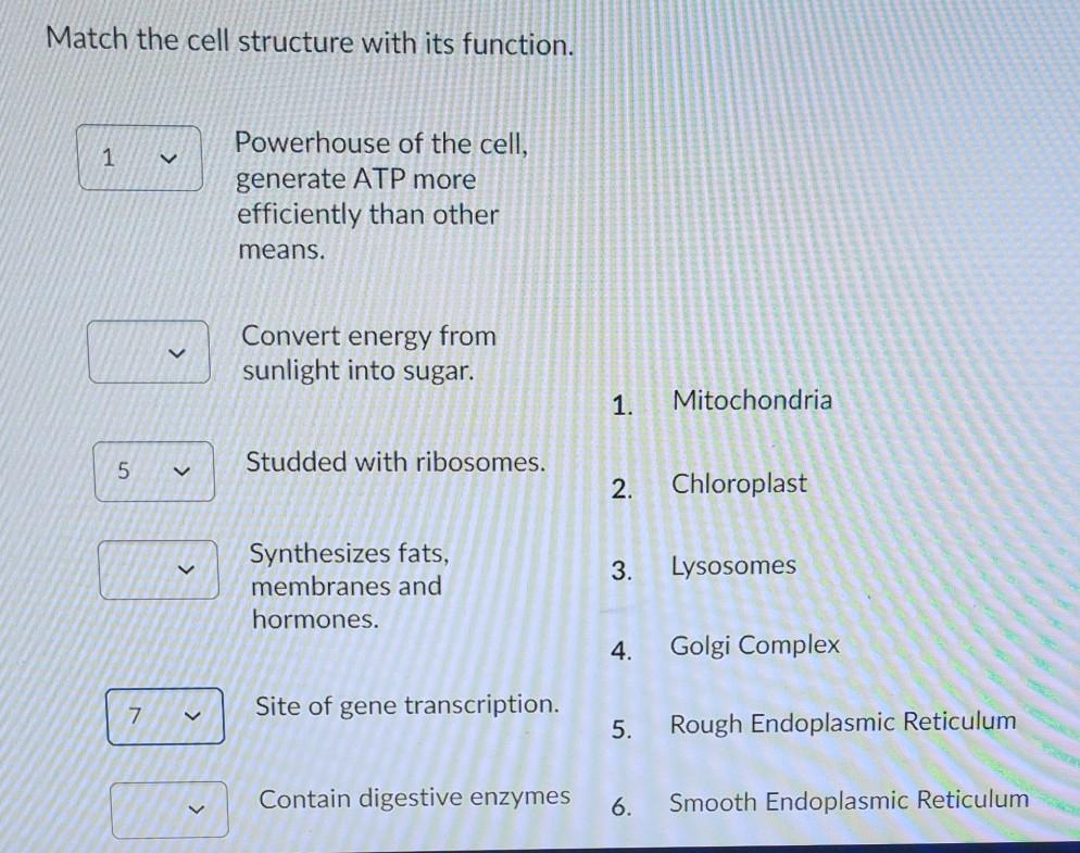 Solved Match the cell structure with its function. 1 | Chegg.com