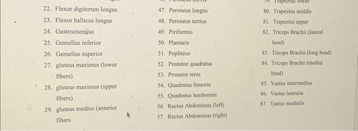 22. Flexor digitorum longus
47. Peroneus longus
80. Trapezius middle
23. Flexor hallicus longus
48. Peroneus tertius
81. Trap