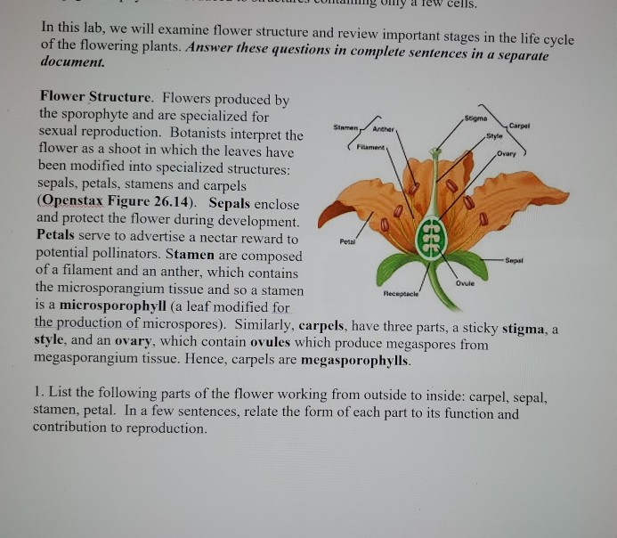 Solved cells. In this lab, we will examine flower structure