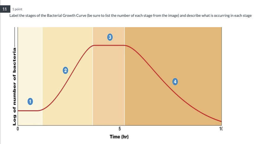 Solved Label the stages of the Bacterial Growth Curve (be | Chegg.com
