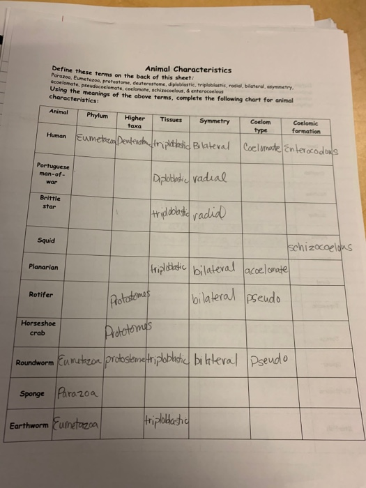 Phylum Characteristics Chart