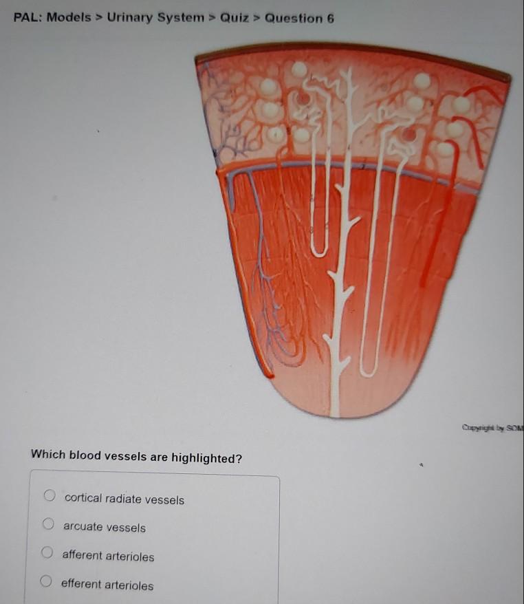 Solved PAL Models > Urinary System > Quiz > Question 6